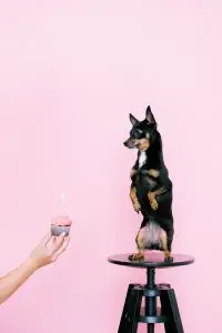 Chihuahua balanced on stool eagerly eyes a cupcake with lit candle against pink backdrop.